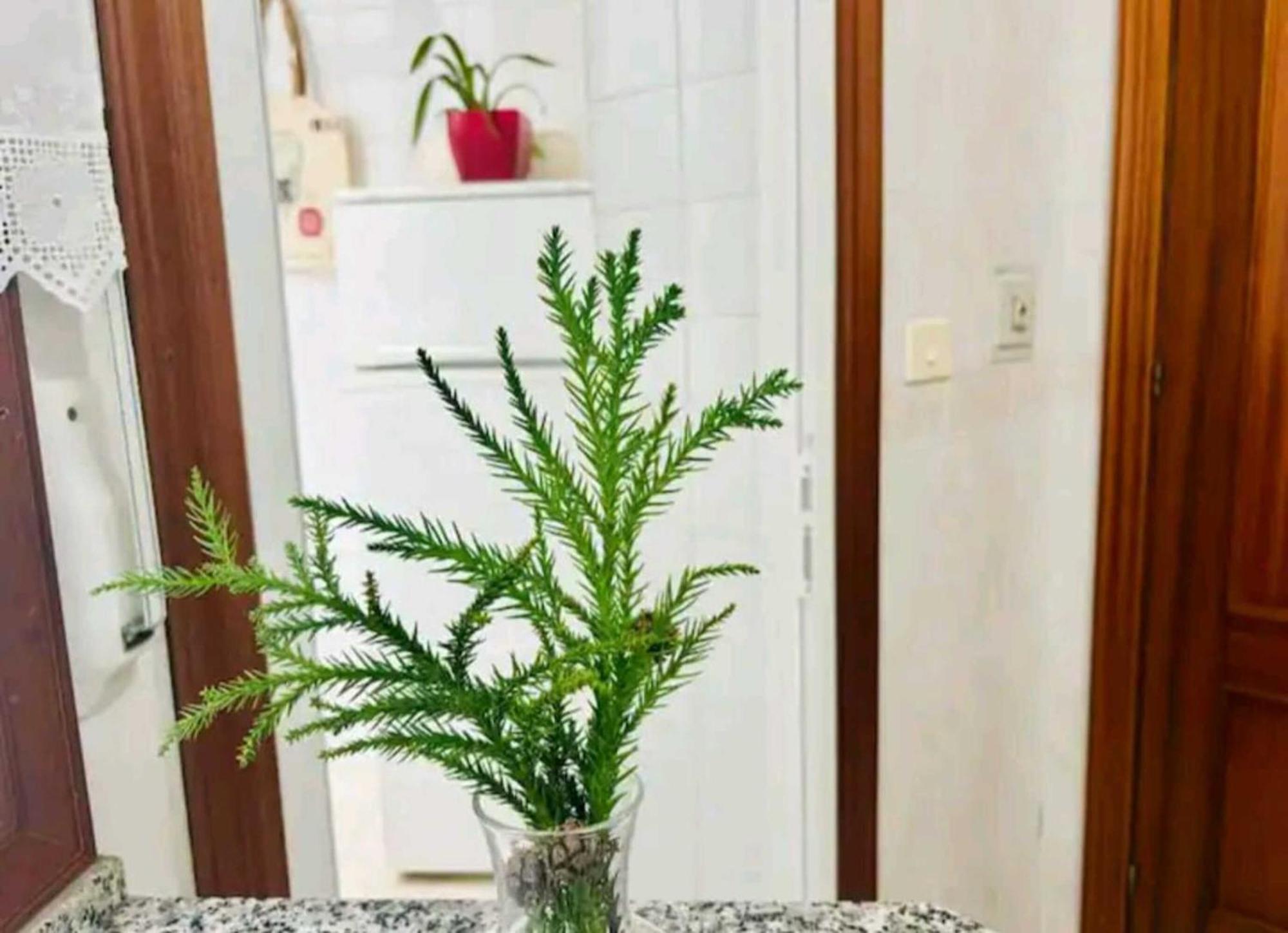 Ferienwohnung Holibai, Andurina, Piso Vintage, Centrico, Acepta Mascotas, Baiona Exterior foto